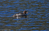Barrow's Goldeneye (Female)