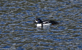 Barrow's Goldeneye (Drake)