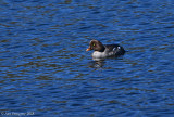 Barrow's Goldeneye (Female)