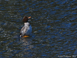 Barrow's Goldeneye (Female)