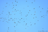 Cliff Swallows