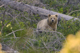 Grizzly