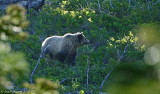 Grizzly