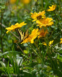 Western Tiger Swallowtail