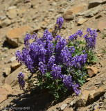 Silky Lupine