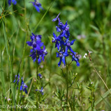 Wildflowers