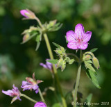 Sticky Geranium