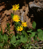 Wildflowers