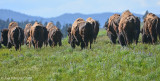 Bison Herd