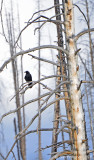 Common Raven