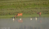 Fog and Reflections