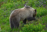 Grizzly