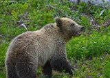 Grizzly