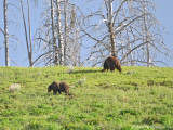 Grizzly Sow and Boar