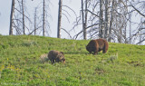 Grizzly Sow and Boar