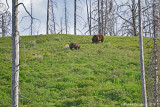 Grizzly Sow and Boar