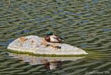 Sleeping Mallard