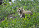 Grizzly