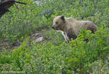 Grizzly