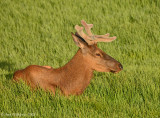 Resting Elk