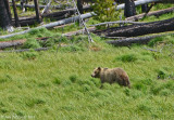 Grizzly