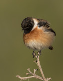 Stonechat