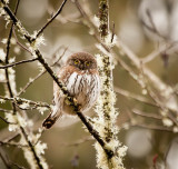 OWLS