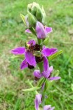 Stranger on the lawn - Ophrys apifera