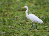Intermediate Egret - Mesophoyx intermedia (Middelste Zilverreiger)