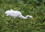 Intermediate Egret - Mesophoyx intermedia (Middelste Zilverreiger)