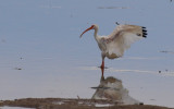 white ibis reflection