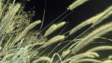 IR Photography