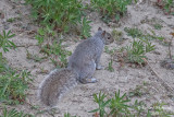 cureuil gris m18