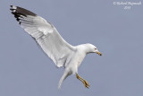 Goland  bec cercl, Ring-billed Gull 2 m18