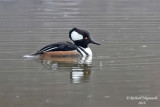 Harle couronn - Hooded Merganser 2 m18