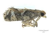 3240 - Spruce Bud Moth - Zeiraphera canadensis m18 
