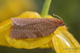 3675  Allens Tortrix Moth  Aphelia alleniana 1 m18
