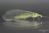 Green Lacewing - Meleoma emuncta  m18
