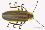 Firefly - Photuris fairchildi 1 m18