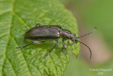Aquatic Leaf Beetle - Plateumaris frosti m18