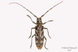 Longhorned Beetle - Monochamus marmorator 1 m18 