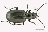 Ground beetle - Bembidion chalceum group4 m18 