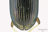 Ground beetle - Bembidion confusum1 2 m18 