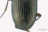 Ground beetle - Bembidion salebratum2 2 m18