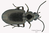 Ground beetle - Bembidion sp7 1 m18 