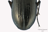 Ground beetle - Bembidion sp7 2 m18 