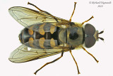 Syrphid Fly - Lapposyrphus lapponicus 1 m18 