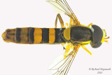 Syrphid Fly - Sphaerophoria philanthus sp3 2 m18 