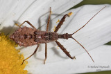 Assassin Bug - Sinea nymph 4 m18