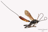 Ichneumon Wasp - Tribe Atrophini sp2 1 m18